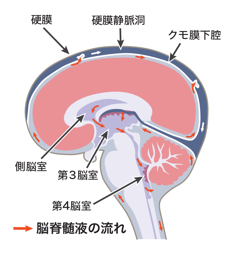 ソース画像を表示