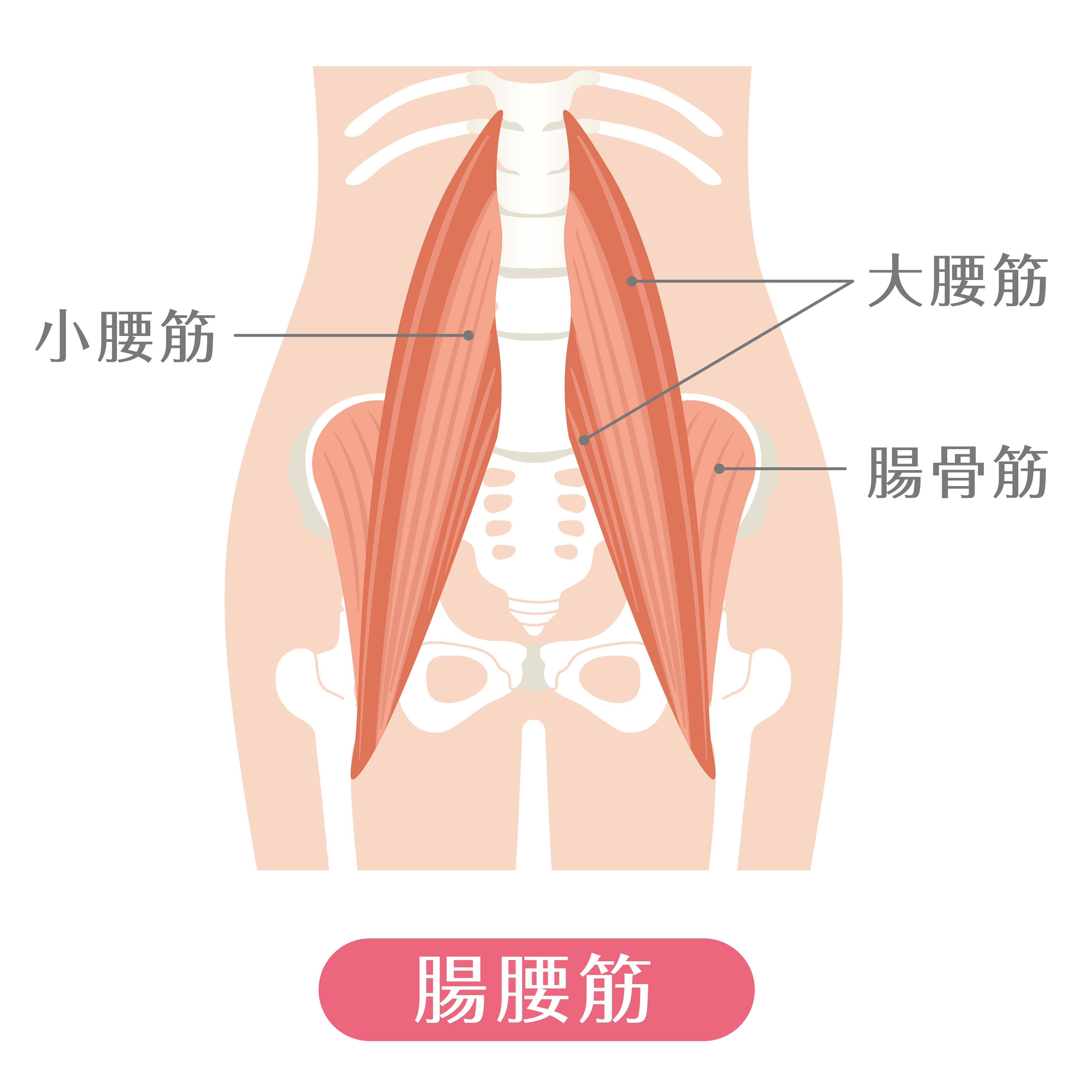 腸腰筋を鍛えても 使えなければ 不調は取れない アトラアカデミー