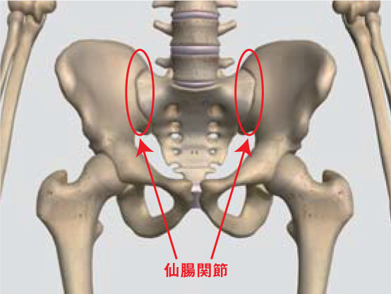 「仙腸関節」の画像検索結果