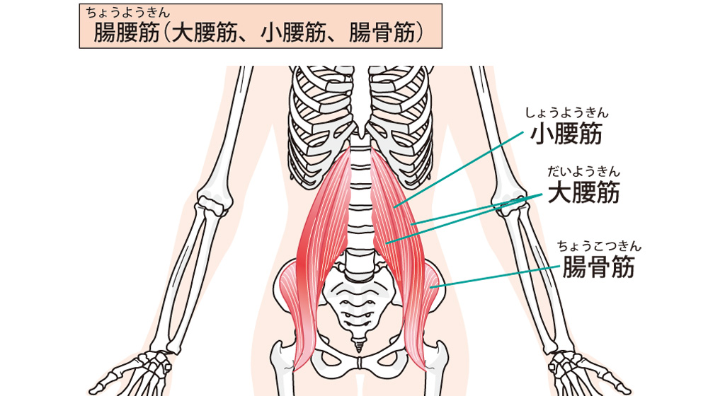 腸腰筋を鍛えても「使えなければ」不調は取れない？