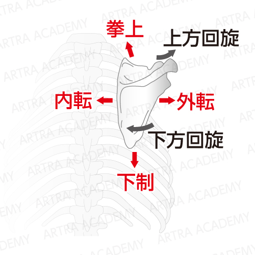 肩甲骨の上方回旋 下方回旋等の柔軟性と施術の関連性 アトラアカデミー