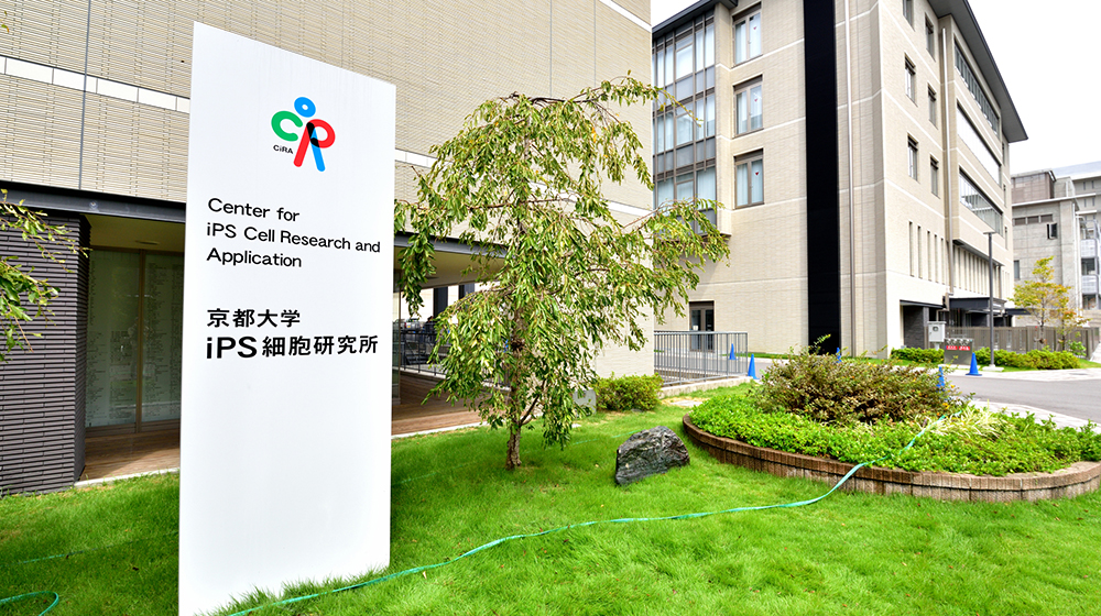  iPS細胞が描く再生医療の最前線：健康寿命を支える新時代