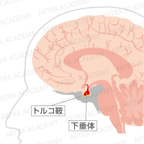 人体における蝶形骨の機能とは アトラアカデミー