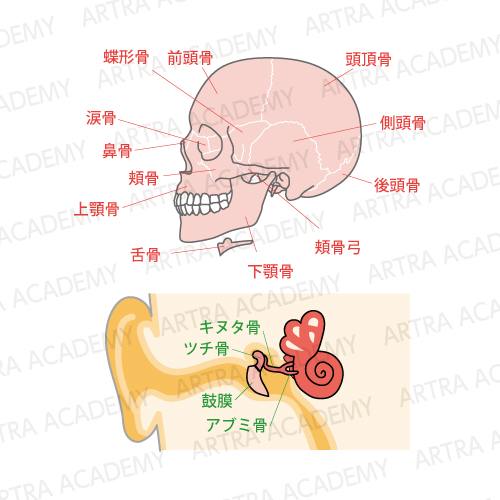 脳脊髄液と頭蓋の役割とは アトラアカデミー