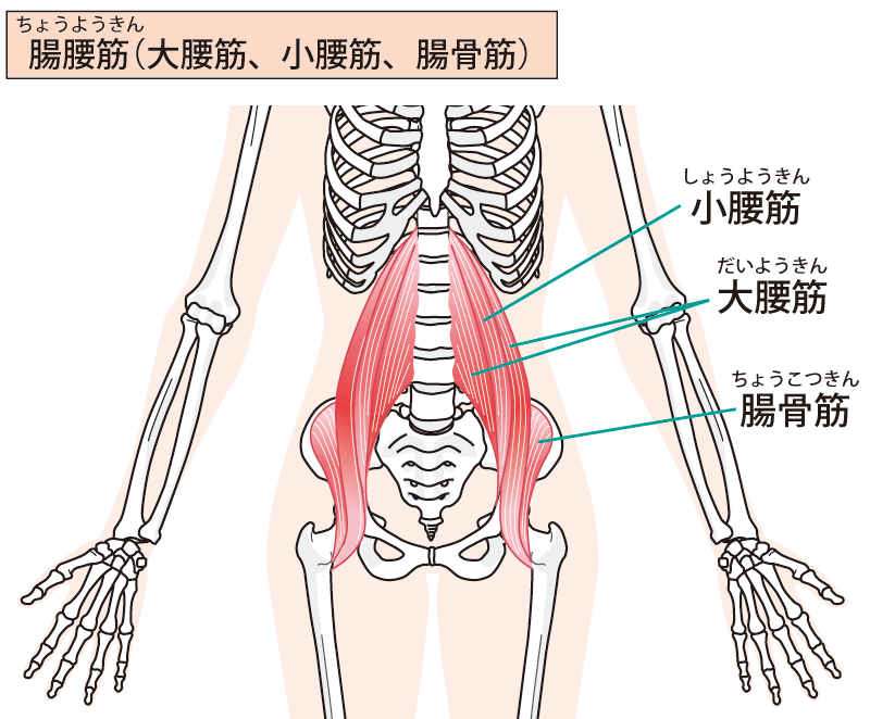 腸腰筋を鍛えても「使えなければ」不調は取れない？：アトラアカデミー