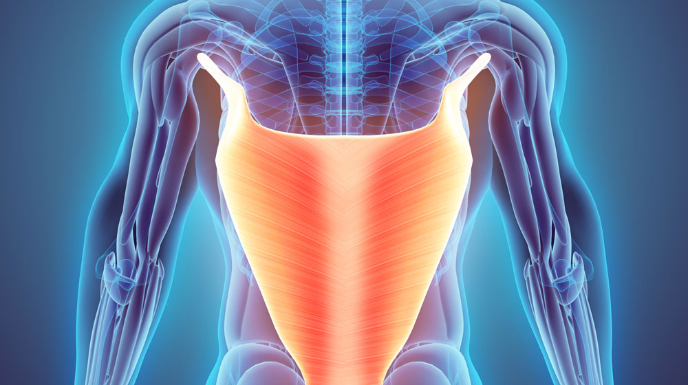 アナトミートレインから見る広背筋の影響