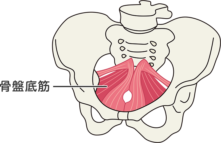 骨盤底筋