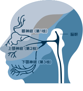 三叉神経の分布